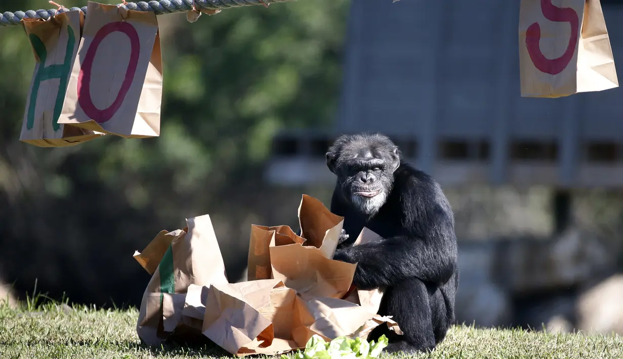 Lion Country Safari merupakan kebun binatang pertama di Amerika yang mengadakan acara Natal bersama hewan selama lebih dari 20 tahun, Florida (22/12). (AFP PHOTO/Rhona Wise)