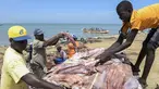 Daging hiu yang telah dipotong siap untuk dijemur, Pantai Mballing, Dakar, Senegal (1/4/2016). Daging hiu biasanya dikonsumsi, dijual di pasar lokal, hingga diekspor ke negara tetangga. (AFP Photo/Seyllou)