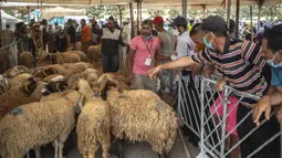Orang-orang berkumpul untuk membeli domba jelang perayaan Idul Adha di sebuah pasar di pinggiran Rabat, Maroko, Kamis (30/7/2020). (AP Photo/Mosaab Elshamy)