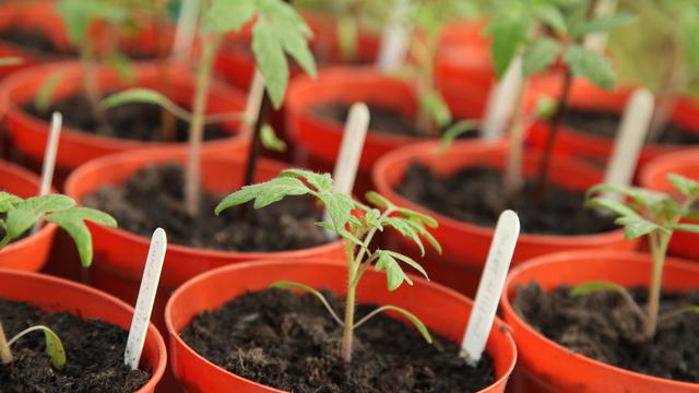 Cara Menanam Tomat yang Mudah di Rumah, Bisa di Tanah dan di Pot atau Polybag