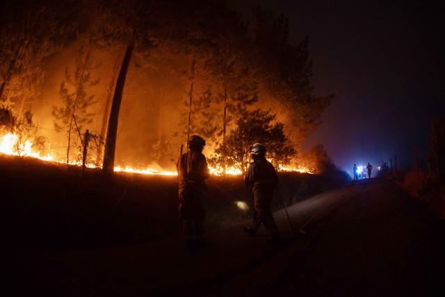 Kebakaran Hutan Chile, Otoritas Setempat Tetapkan Status Darurat