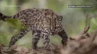 Pertama dalam 100 Tahun, Spesies Kucing Baru Akhirnya Ditemukan