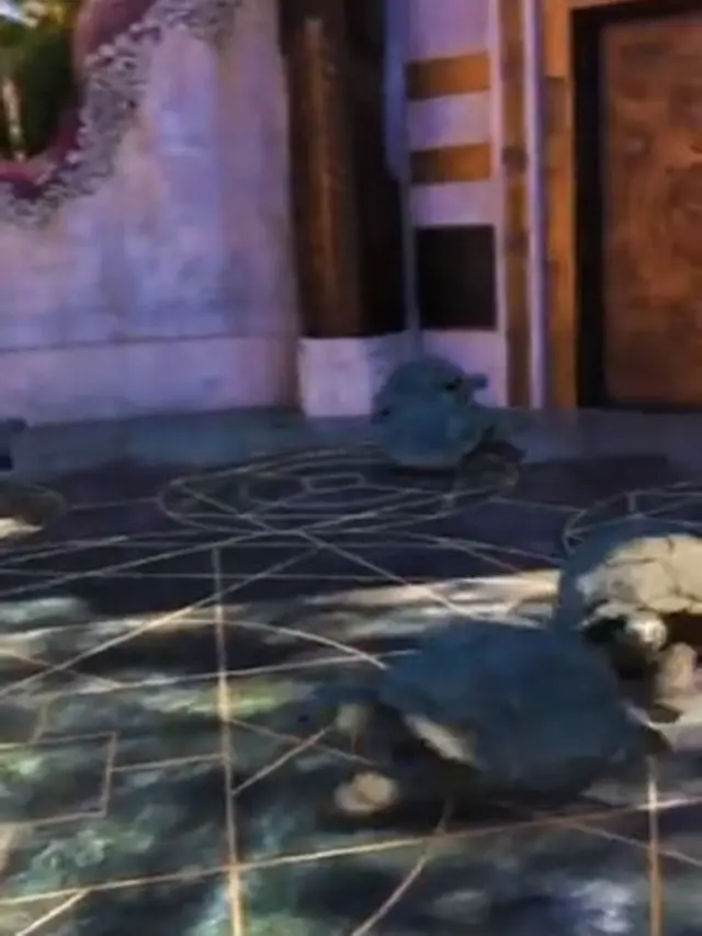 Viral Video Kura-Kura Bisa Berlari, Bikin Warganet Merasa Tertipu