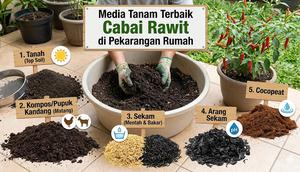 Ini media tanam terbaik untuk cabai rawit di pekarangan rumah (Gemini AI)