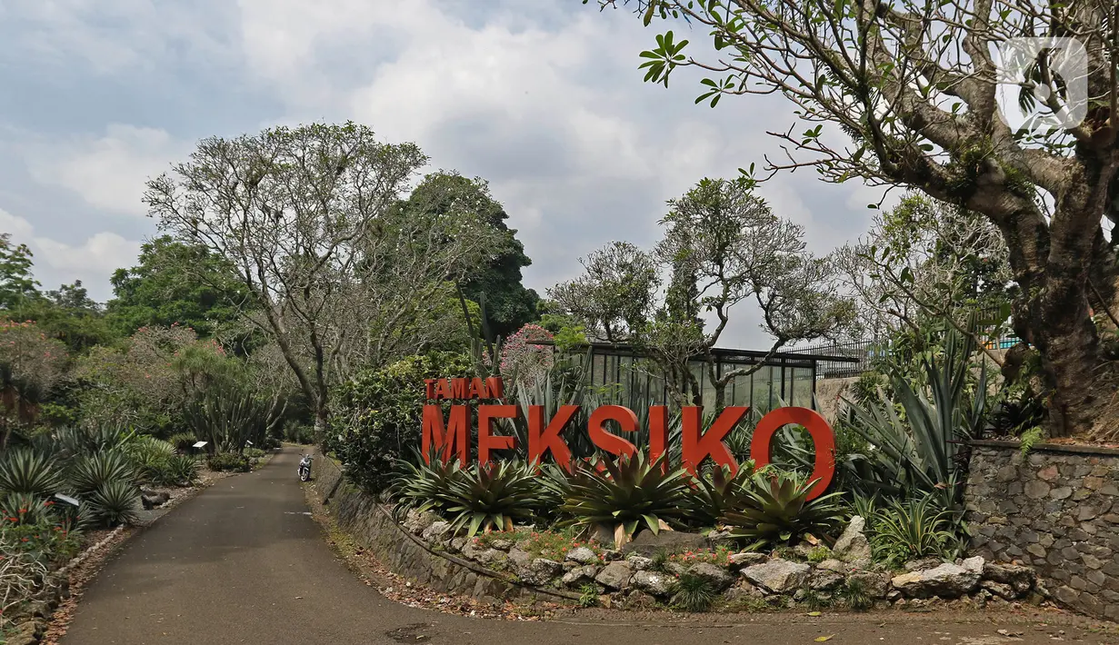 Suasana Taman Meksiko di Kebun Raya Bogor, Jawa Barat, Selasa (7/7/2020). Kebun Raya Bogor menerapkan pemesanan tiket secara daring serta kapasitas pengunjung dibatasi hanya 50 persen. (Liputan6.com/Herman Zakharia)