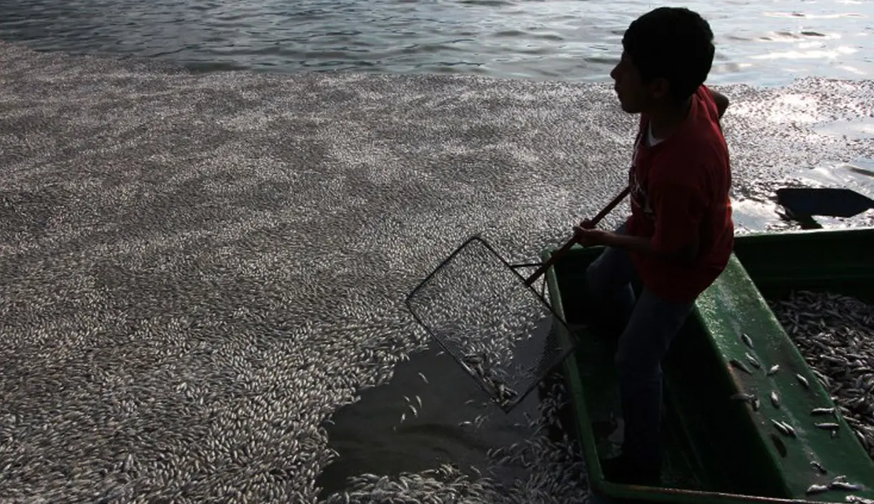 Seorang anak mengumpulkan puluhan ribu ikan air tawar "popocha" yang mati di laguna Cajititlan, negara bagian Jalisco, Meksiko, 17 Agustus 2015. Diduga sekitar 25 ton ikan mati karena tercemar limbah pabrik. (AFP PHOTO/HECTOR GUERRERO)
