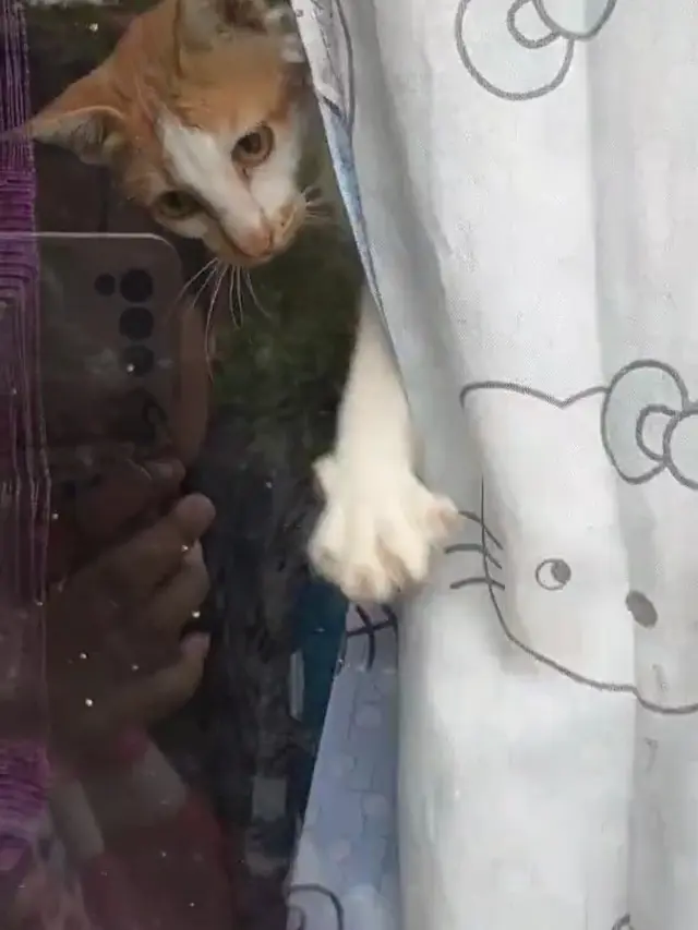 Cara kucing pintar selamatkan tuannya yang terkunci dari luar kamar.