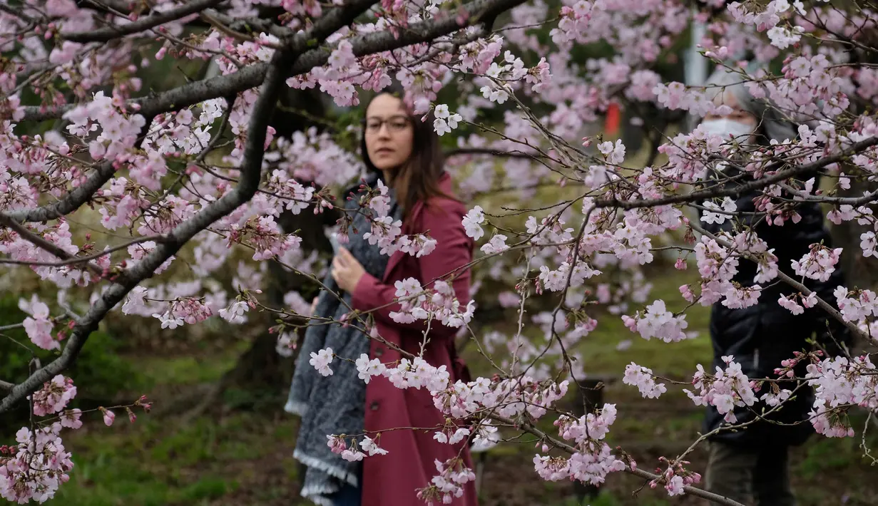 Seorang wanita melihat bunga Sakura yang bermekaran di Tokyo, Jepang (19/3). Bunga Sakura mekar pada akhir Maret hingga akhir Juni. Mekarnya bunga nasional Jepang ini menandai dimulainya musim semi. (Liputan6.com/Kazuhiro Nogi)