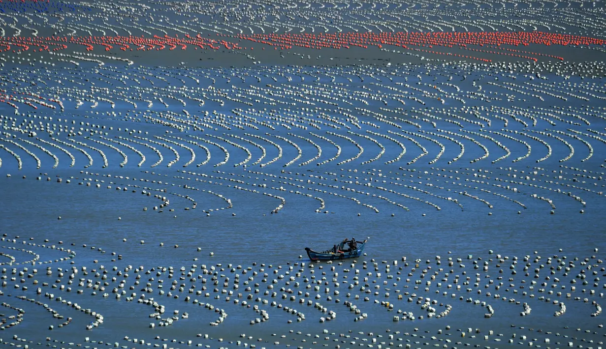 Foto yang diabadikan pada 10 November 2020 ini menunjukkan sebuah perahu nelayan berlayar di kawasan budi daya akuakultur di Xiaocheng, Wilayah Lianjiang, Provinsi Fujian, China tenggara. (Xinhua/Wei Peiquan)