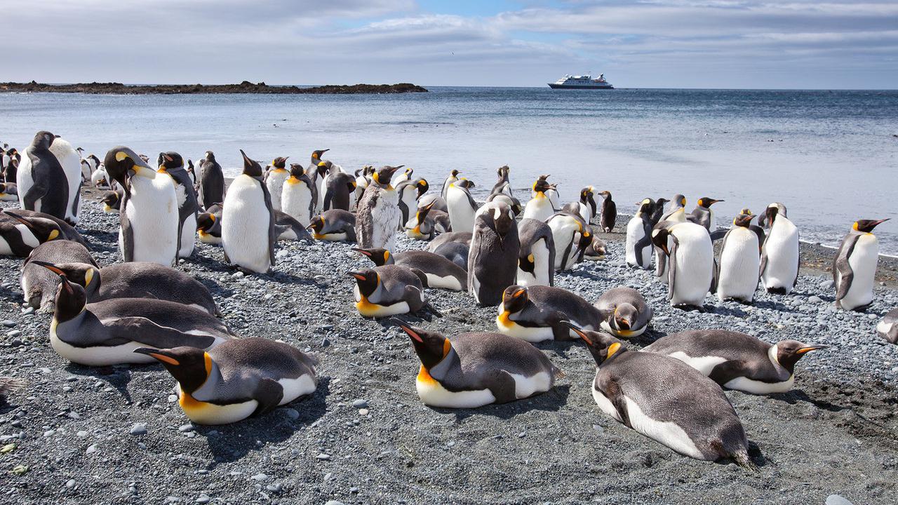 Ilustrasi penguin (AFP)