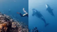 Kisah Penyelam Abadikan Momen Langka nan Menakjubkan Bertemu Paus Orca di Perairan Sulawesi Utara. (Tangkapan Layar Instagram/@reinhardsantoso)