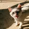 Ilustrasi Kucing (Photo by Huy Phan on Unsplash)