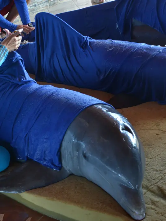 Sejumlah lumba-lumba dipersiapkan untuk dipindahkan ke Dolphinarium di Cienfuegos, Kuba (8/9). Lumba-lumba ini dipindahkan dari Dolphinarium Cayo Guillermo menyusul datangnya badai Irma. (Osvaldo Gutierrez Gomez / ACN via AP)