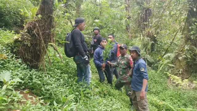 065068500_1742303806-ganja_semeru3.jpg