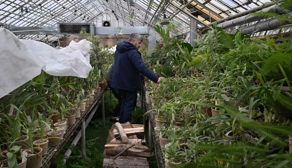 Sejak dimulainya invasi skala penuh pada tahun 2022, Rusia secara sistematis menargetkan infrastruktur energi Ukraina. Tampak dalam foto, Kepala Departemen Tanaman Tropis dan Subtropis Kebun Raya Nasional Gryshko dari Akademi Ilmu Pengetahuan Nasional Ukraina yang juga seorang Doktor Ilmu Biologi, Roman Ivannikov, menunjukkan bunga anggrek di rumah kaca kebun di Kyiv pada 11 Februari 2026. (Genya SAVILOV/AFP)