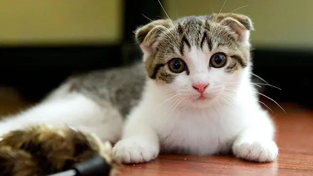 Scottish Fold