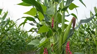 Hasil Panen Ganda dari Lahan yang Sama, Begini Sistem Tumpang Sari Kacang Merah dan Jagung