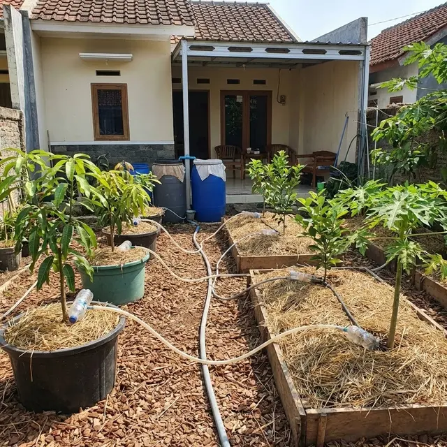 Ide Kebun Buah Rumahan Ramah Lingkungan