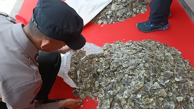 41 kilogram sisik trenggiling sitaan Polda Riau dari pelaku jual beli organ satwa dilindungi.