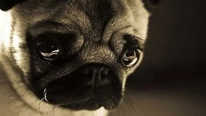 Pilu, Anjing Ini Menunggu Kematiannya dengan Bersimbah Belatung