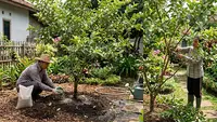 8 Cara Mengatasi Jambu Biji yang Berbunga tetapi Tidak Jadi Buah, Wajib Simak