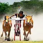 Seorang joki mengendalikan sepasang sapi dalam Karapan Sapi Madura, di Ken Park Kenjeran Surabaya. Acara ini termasuk dalam rangkaian Festival Lintas Budaya (Cross Cultur Fest) 2009. (Antara)