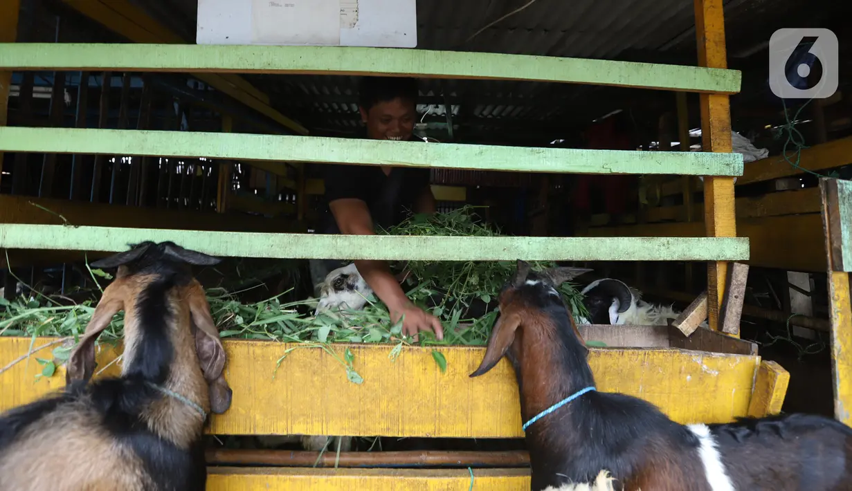 Pedagang memberi makan kambing di kios hewan ternak kawasan Buaran, Jakarta Timur, Jumat, (10/6/2022). Mewabahnya Penyakit Mulut dan Kuku (PMK) hewan membuat para pedagang terpaksa menjual kambing dengan harga tinggi. (Liputan6.com/Johan Tallo)