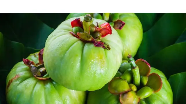 buah asam gelugur