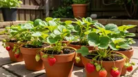 9 Ide Kebun Buah Mini dalam Pot untuk Halaman Kecil, Kreatif dan Hemat Lahan