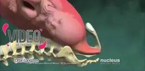 Proses Keluarnya Bayi dari dalam Rahim