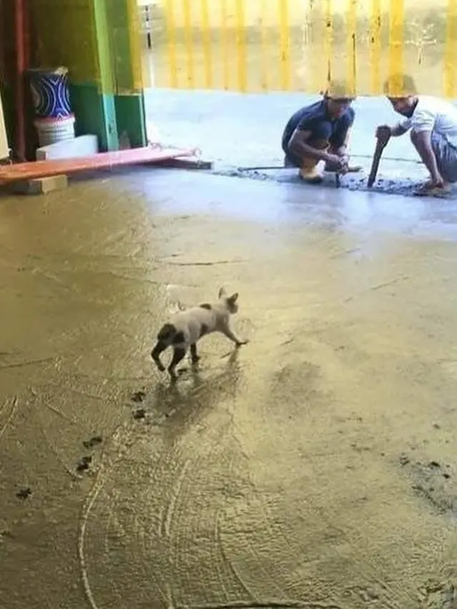 6 Tingkah Kucing Jalan Santai di Atas Cor Basah Ini Bikin Kuli Bangunan Meringis