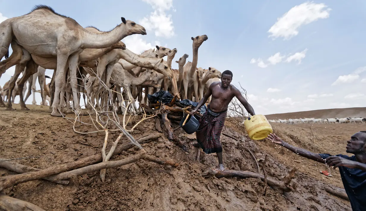 Sejumlah pria mengambil air di sebuah danau di Bandarero, Kenya, Jumat (3/3). Kenya kini tengah menghadapi kekeringan parah dan krisis pangan. (AP Photo / Ben Curtis)