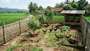 Model Kebun Ayam Umbaran Efisien.