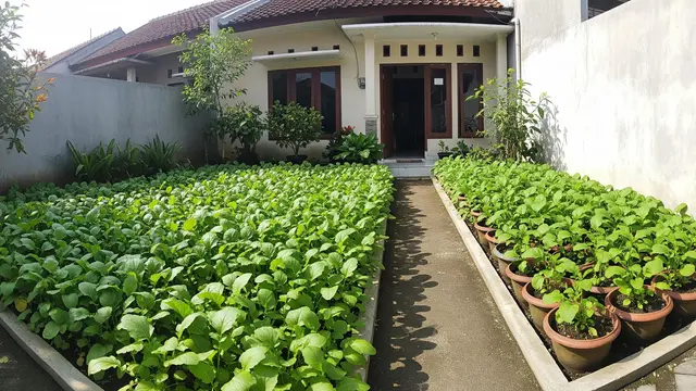 Kebun Rumah Mini dengan Tanaman Mustard