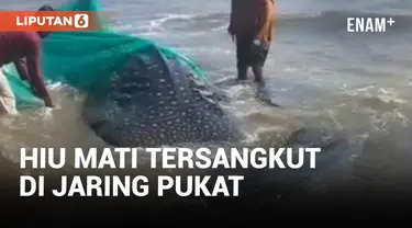 Geger! Hiu 2 Ton Nyangkut di Jaring Pukat Nelayan