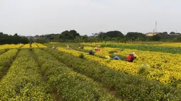 Para petani memanen bunga krisan di Provinsi Hung Yen, Vietnam, Selasa (21/12/2021). Krisan adalah sejenis tumbuhan berbunga yang sering ditanam sebagai tanaman hias pekarangan atau bunga petik. (Nhac NGUYEN/AFP)