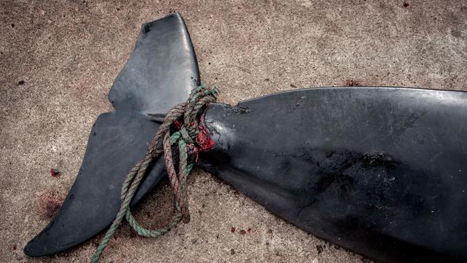 Seutas tali terikat di ekor paus pilot yang tergeletak di dermaga di Jatnavegur, dekat Vagar, Kepulauan Faroe, Denmark, Rabu (22/8). Dalam setahun, ada sekitar 900 paus pilot yang ditangkap di tempat ini. (MADS CLAUS RASMUSSEN/RITZAU SCANPIX/AFP)