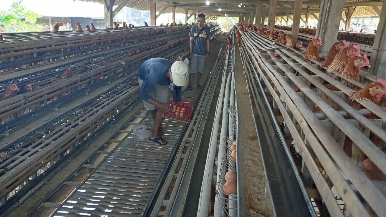 Peternakan ayam petelur di Desa Karangcengis, Kecamatan Bukateja, Kabupaten Purbalingga memungut telur di kandang, Rabu (24/8/2022). (Foto: Liputan6.com/Rudal Afgani Dirgantara)