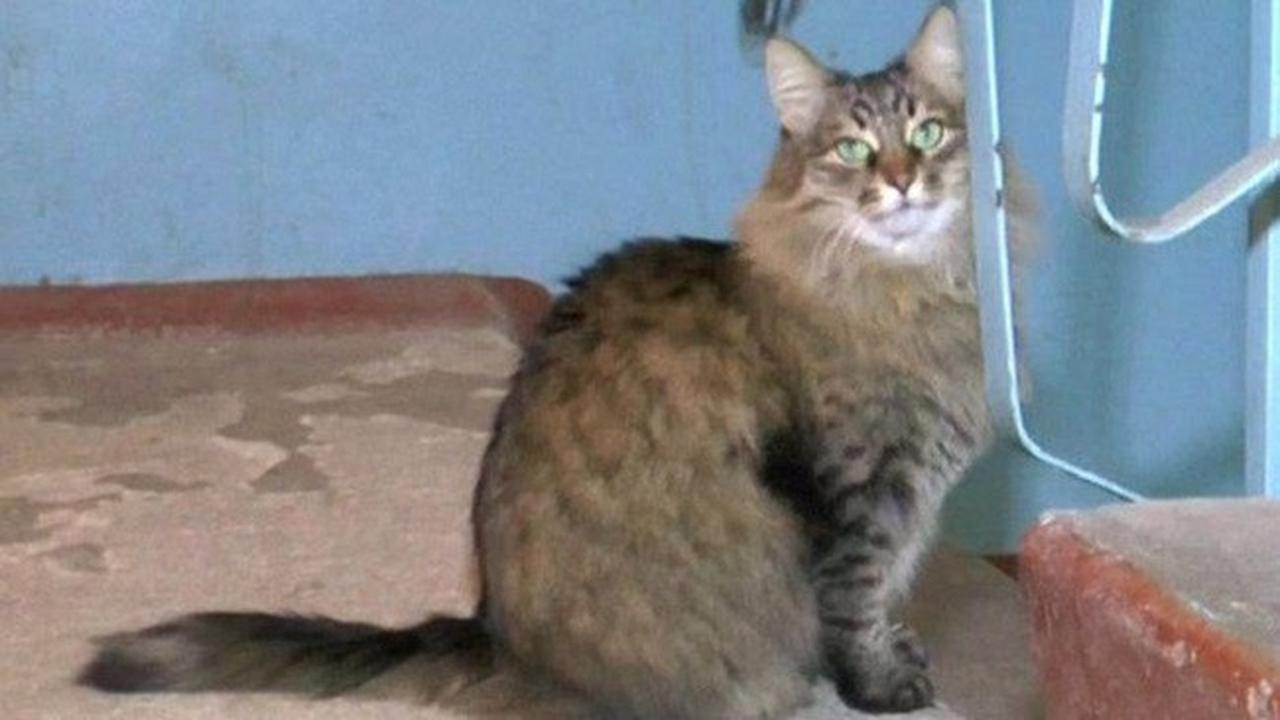 Masha, Kucing Menggemaskan yang Menyelamatkan Nyawa Bayi