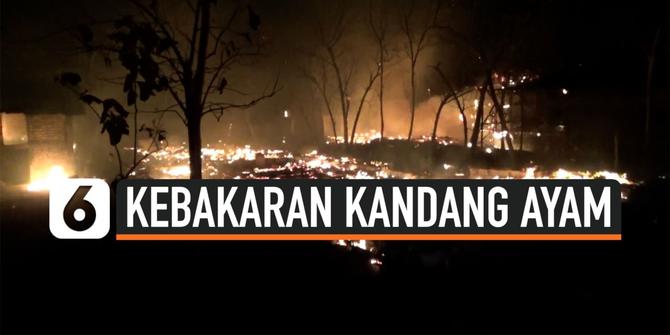 VIDEO: Detik-Detik Kebakaran Kandang Ayam di Tuban