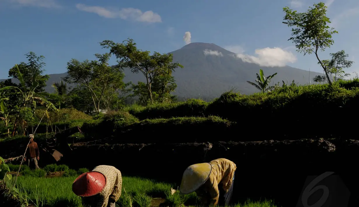 Sejumlah warga terlihat melakukan aktivitasnya bertani di Desa Karang Salam Kecamatan Baturraden, yang merupakan bagian Selatan dari Gunung Slamet, Jawa Tengah  (Liputan6.com /Andrian Martinus Tunay)