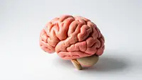 Kasus Meningitis Naik di Kent, Inggris Keluarkan Peringatan Kesehatan Mendesak