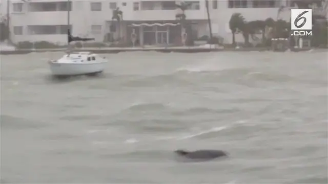 Selain warga Florida, lumba-lumba juga menjadi korban badai Irma.