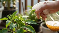 Cara Membuat Pupuk Cair dari Air Cucian Beras, Simak 3 Resep Praktis untuk Tanaman Subur