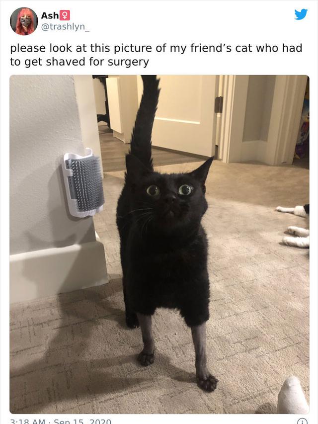 Potret Kucing Dengan Bulu Aneh Setelah Operasi, Bikin Geli. (Sumber: boredpanda)