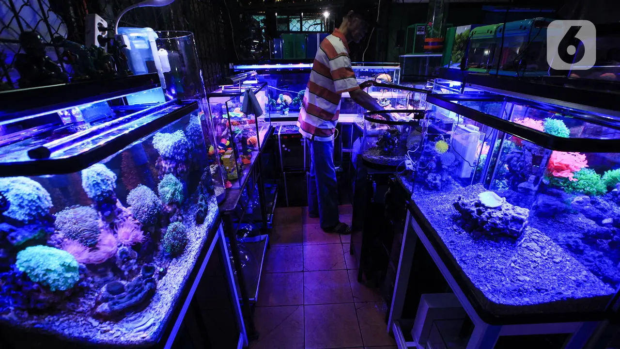 Penjual Ikan Hias