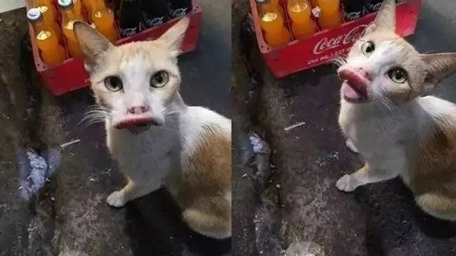 8 Potret Hewan Usai Disengat Lebah Ini Bikin Kasihan Sekaligus Lucu