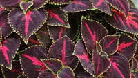 10 Tanaman Hias Indoor dengan Daun Warna Warni yang Bikin Ruangan Lebih Hidup dan Estetik