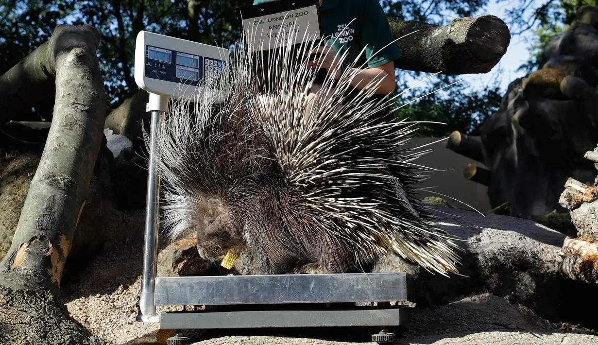 Seekor landak ditempatkan di sebuah timbangan selama penimbangan tahunan Kebun Binatang London, Kamis (22/8/2019). Sekitar 650 spesies yang berbeda ditimbang satu persatu sebagai cara utama untuk memantau kesejahteraan penghuni kebun binatang secara keseluruhan. (AP/Kirsty Wigglesworth)