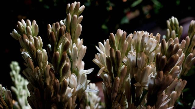 Ilustrasi bunga sedap malam